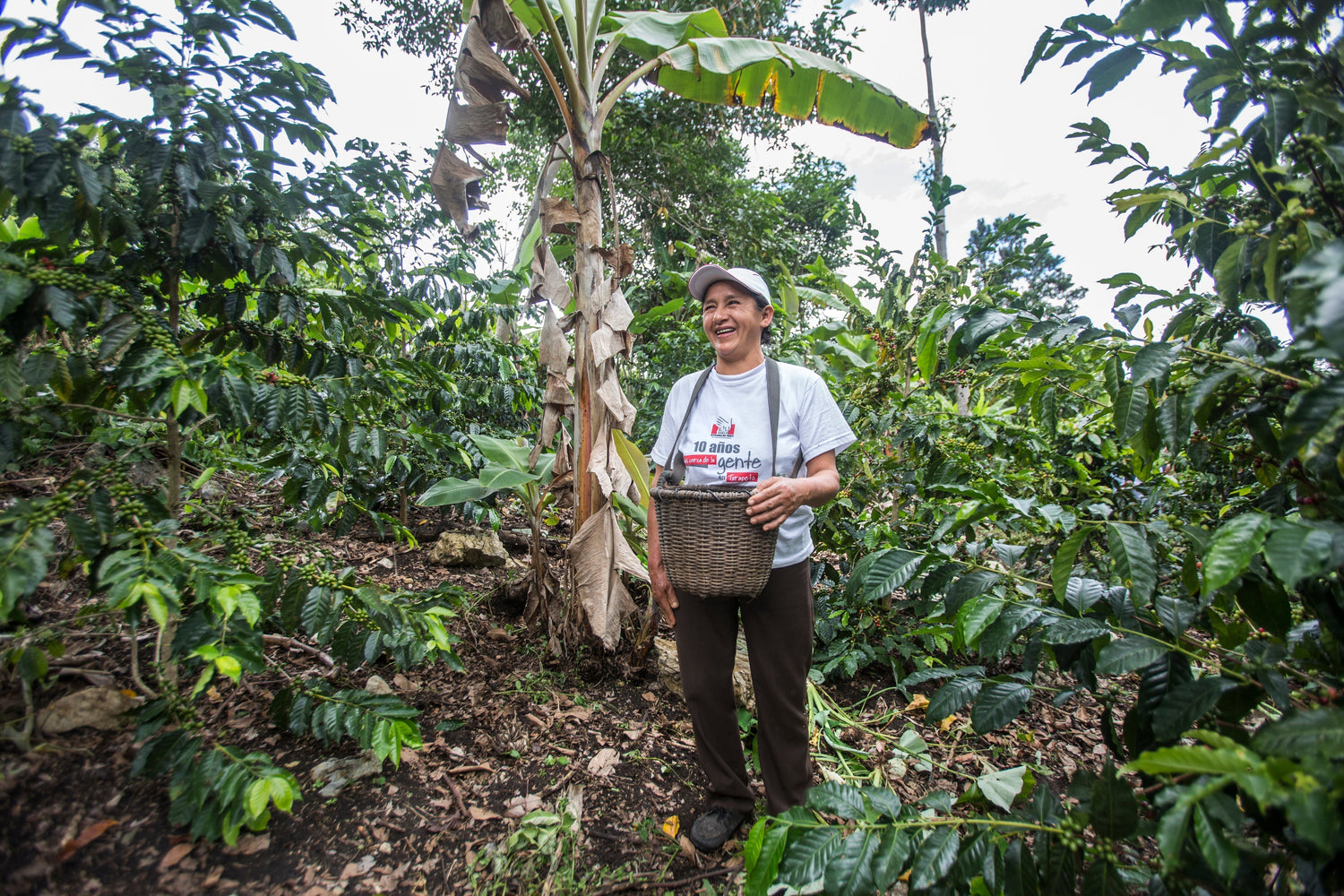 Nachhaltiger Kaffeeanbau: Warum Mischkulturen und Agroforstwirtschaft die Zukunft sind