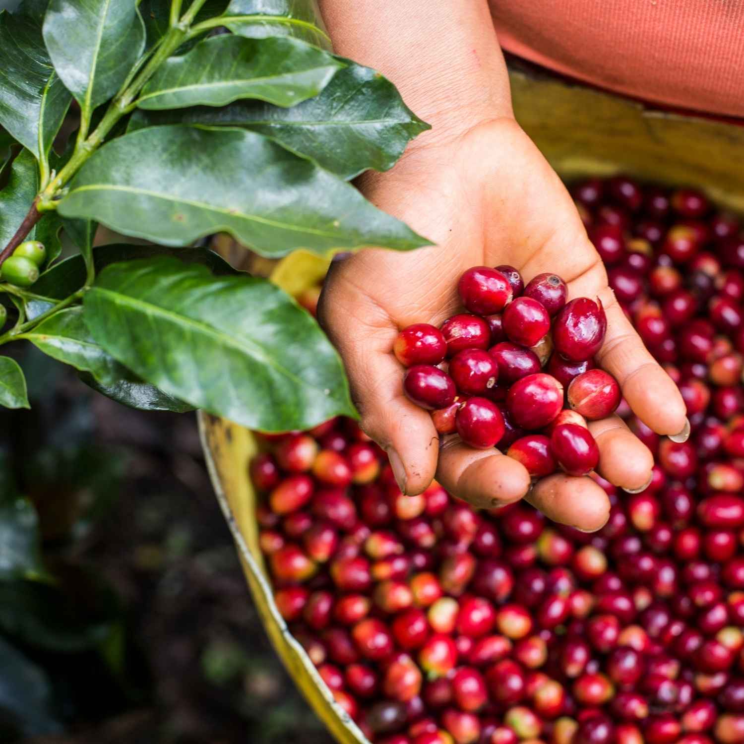 Hand-Picking-Methode: Warum handverlesene Kaffeekirschen die beste Wahl sind