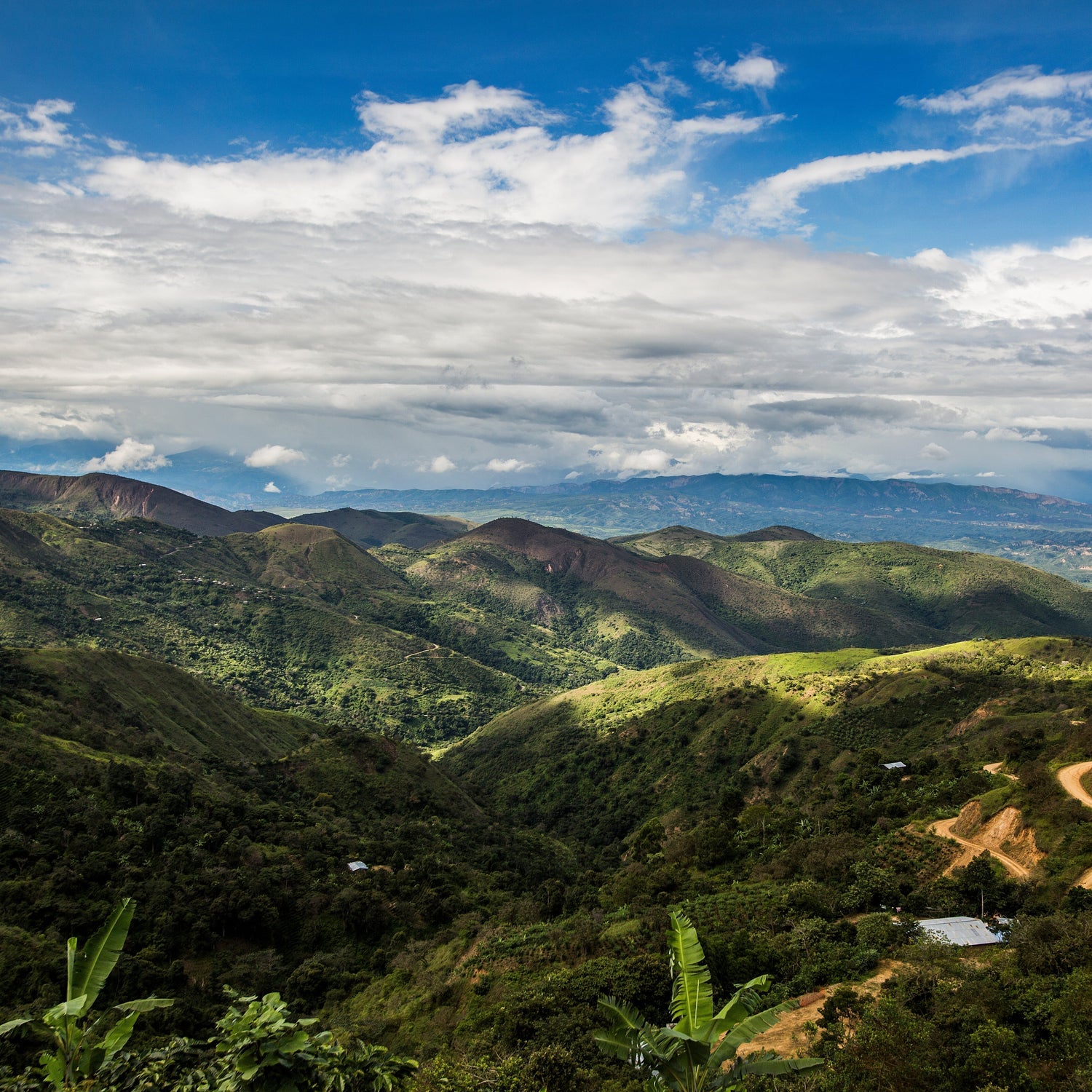 Bio-Kaffee vs. Konventioneller Kaffee - Ein Vergleich mit Wirkung