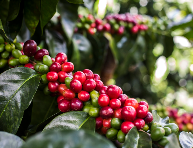 Bio-Kaffee aus Peru – das macht ihn besonders