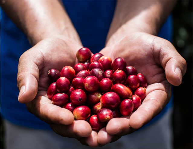 Arabica oder Robusta - Welche Bohne ist die Beste?