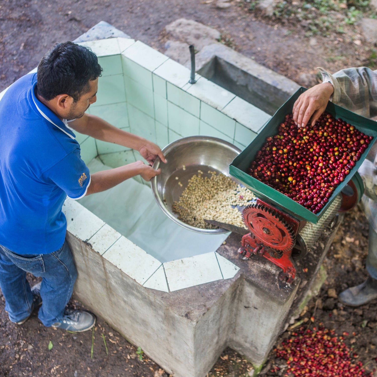 Die Kunst der Aufbereitung: Wie Bio-Kaffee aus Peru seine Qualität entfaltet