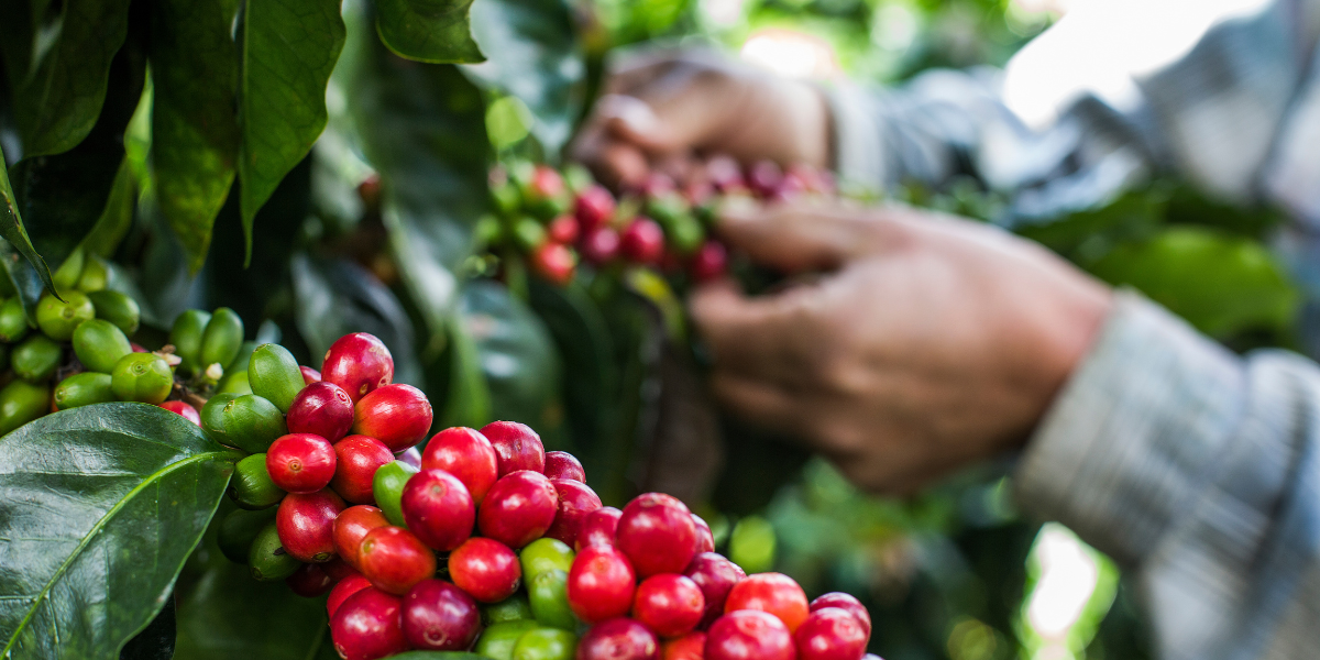 Geschenk- & Probiersets