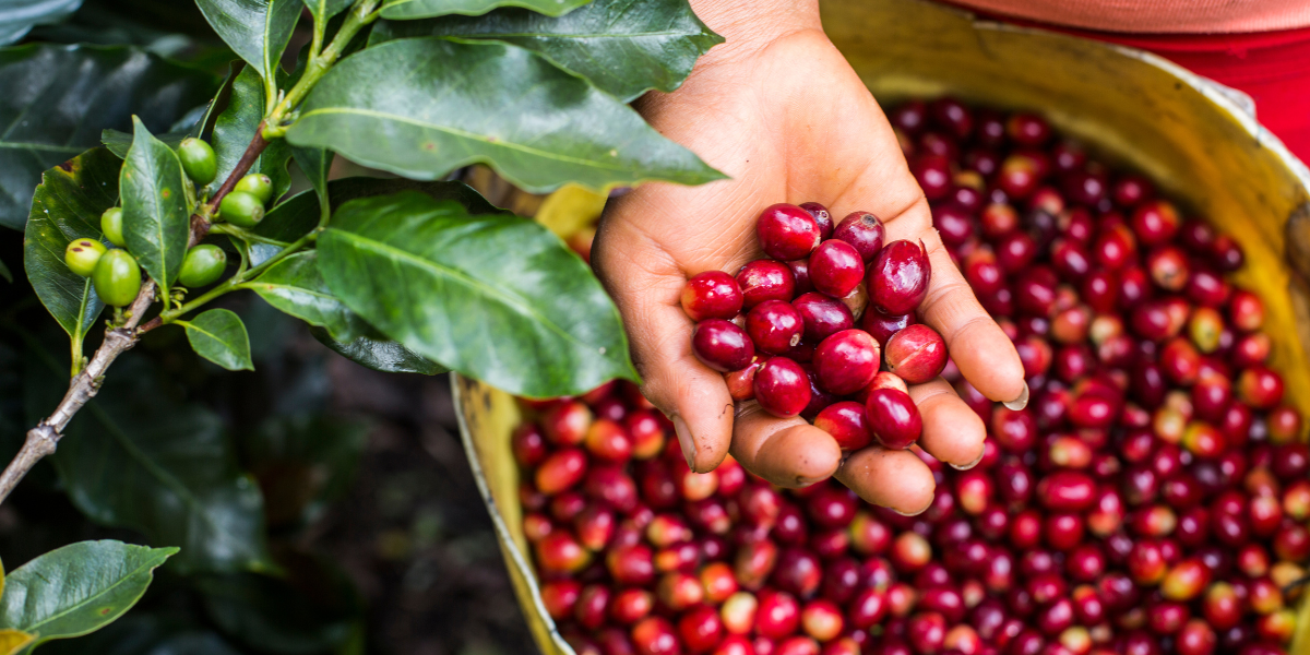 Unsere ALTOMAYO Kaffee-Spezialitäten
